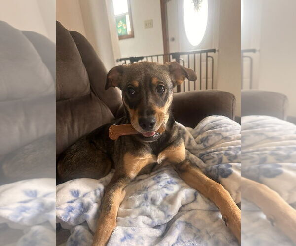 Medium Photo #1 Mutt Puppy For Sale in Springdale, PA, USA