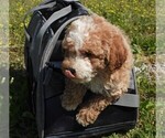Small Photo #4 Poodle (Miniature) Puppy For Sale in CARLISLE, KY, USA
