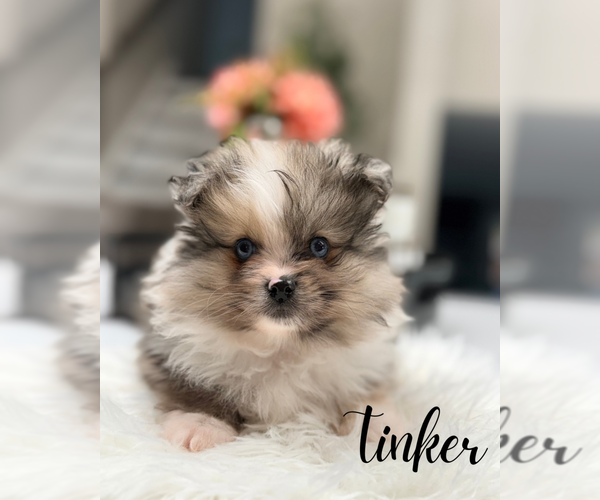 Medium Photo #3 Pomeranian Puppy For Sale in ADDISON, IL, USA