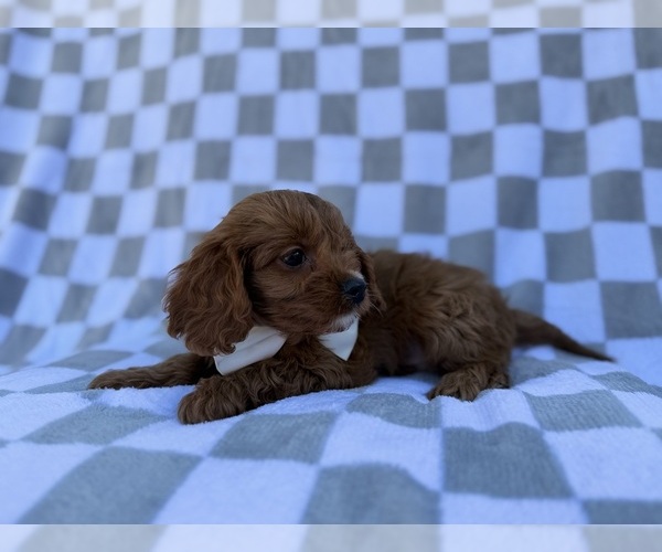 Medium Photo #5 Cavapoo (Miniature) Puppy For Sale in LAKELAND, FL, USA