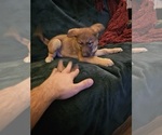 Small #6 German Shepherd Dog-Siberian Husky Mix