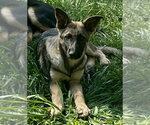 Small German Shepherd Dog