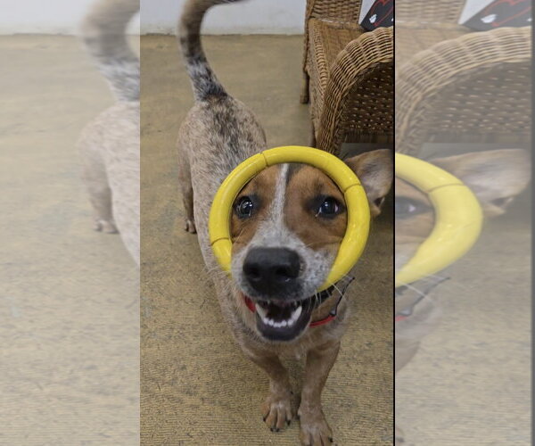 Medium Photo #15 Mutt Puppy For Sale in Rockaway, NJ, USA