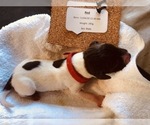 Small Photo #6 German Shorthaired Pointer Puppy For Sale in CHEYENNE, WY, USA