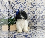 Small Photo #3 Cock-A-Poo Puppy For Sale in BIRD IN HAND, PA, USA
