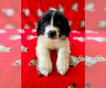 Small Great Pyrenees Mix