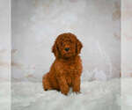 Small #1 Goldendoodle (Miniature)