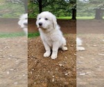 Small #2 Great Pyrenees
