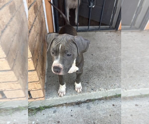 Medium Photo #10 American Pit Bull Terrier Puppy For Sale in NEW ORLEANS, LA, USA