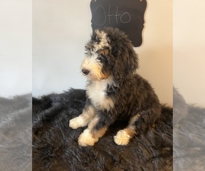 Bernedoodle Puppy for sale in NORTH VERNON, IN, USA