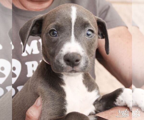 Medium Photo #5 Mutt Puppy For Sale in Washington, DC, USA