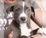Small #4 Mutt