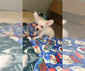 Chorkiepoo Puppy for sale in ATLANTA, GA, USA