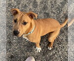 Small Photo #7 Mutt Puppy For Sale in Fargo, ND, USA