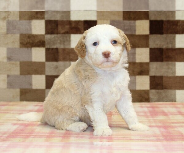 Medium Photo #4 Bernedoodle (Miniature) Puppy For Sale in DENVER, PA, USA