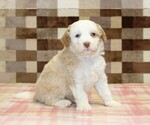 Small #3 Bernedoodle (Miniature)