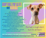 Small #6 Chihuahua Mix