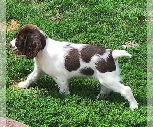 English Springer Spaniel Puppy for sale in HARTFORD, WI, USA