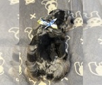 Small #2 Schnauzer (Miniature)