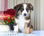 Donald - Male Miniature Australian Shepherd Puppy for Sale - Photo #3