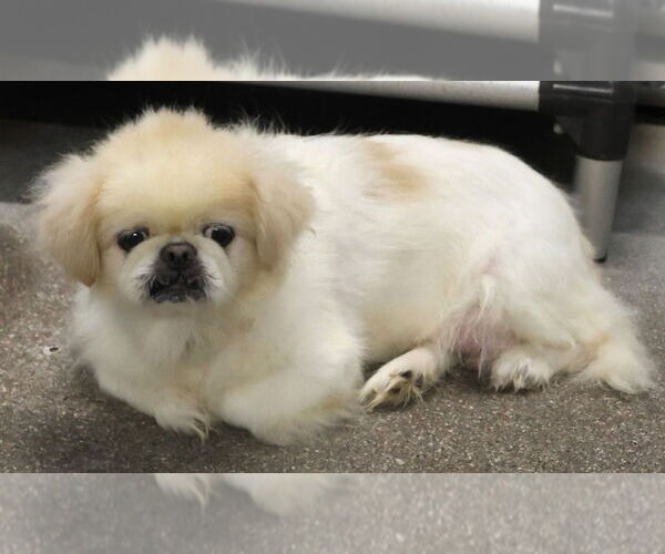 Medium Photo #1 Pekingese Puppy For Sale in Minneapolis, MN, USA