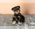 Small Photo #1 Schnauzer (Miniature) Puppy For Sale in NAPPANEE, IN, USA