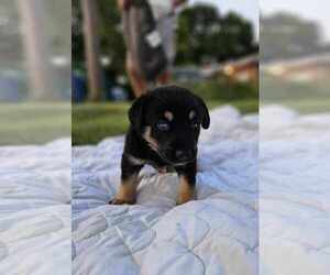Rottweiler Puppy for sale in HIGH RIDGE, MO, USA