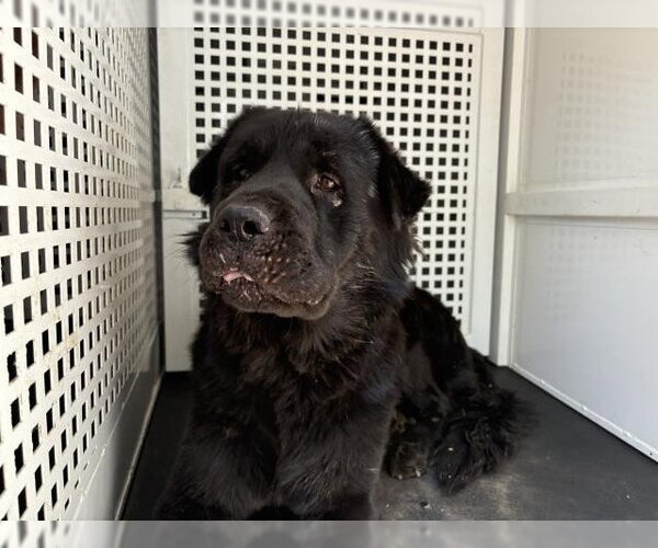 Medium Photo #1 Chow Chow-Unknown Mix Puppy For Sale in Riverside, CA, USA