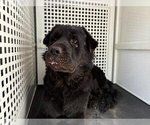 Chow Chow-Unknown Mix Dogs for adoption in Riverside, CA, USA