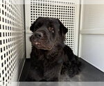 Small Chow Chow Mix