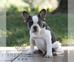 French Bulldog Puppy for sale in HONEY BROOK, PA, USA