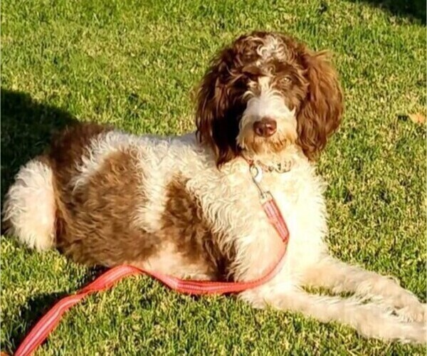 Medium Photo #1 Double Doodle Puppy For Sale in CHULA VISTA, CA, USA
