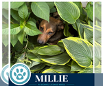 Small Photo #9 Mutt Puppy For Sale in Kimberton, PA, USA