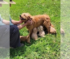 Mother of the Goldendoodle (Miniature) puppies born on 10/22/2022