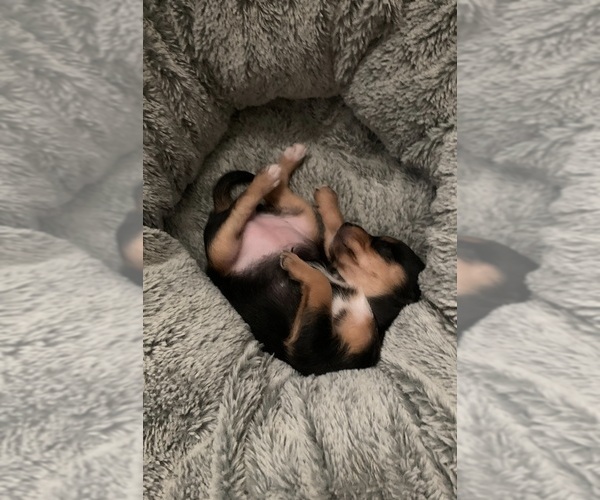 Medium Photo #31 German Hunting Terrier-Lowchen Mix Puppy For Sale in HENRICO, VA, USA