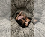 Small #2 German Hunting Terrier-Lowchen Mix