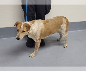 Mutt Dogs for adoption in Louisville, KY, USA