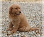 Small Photo #5 Golden Retriever Puppy For Sale in JONES, MI, USA