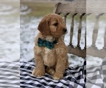 Small Photo #11 Irish Doodle Puppy For Sale in WOOSTER, OH, USA