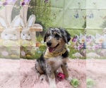 Small Photo #17 Australian Shepherd Puppy For Sale in NEW BRAUNFELS, TX, USA