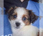 Small #5 Australian Shepherd Mix