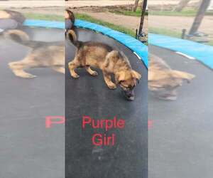 German Shepherd Dog Puppy for sale in CANISTOTA, SD, USA