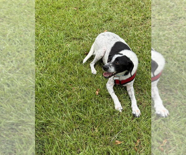 Medium Photo #2 Pointer-Unknown Mix Puppy For Sale in Boston, MA, USA