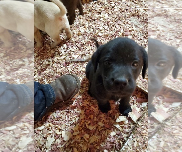 Medium Photo #4 Labrador Retriever Puppy For Sale in DUNN, NC, USA