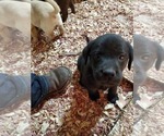 Small Photo #4 Labrador Retriever Puppy For Sale in DUNN, NC, USA