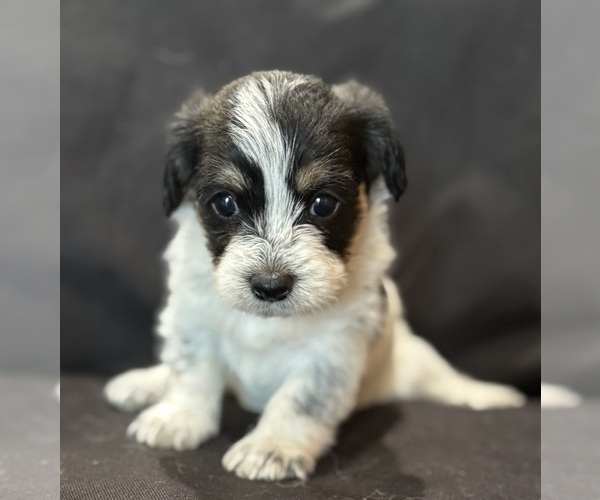 Medium Photo #1 Pembroke Welsh Corgi-Poodle (Miniature) Mix Puppy For Sale in LONGMONT, CO, USA