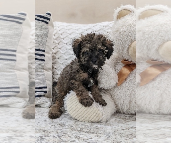 Medium Photo #2 Poodle (Miniature) Puppy For Sale in NORTH LAWRENCE, OH, USA
