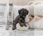 Small Photo #2 Poodle (Miniature) Puppy For Sale in NORTH LAWRENCE, OH, USA