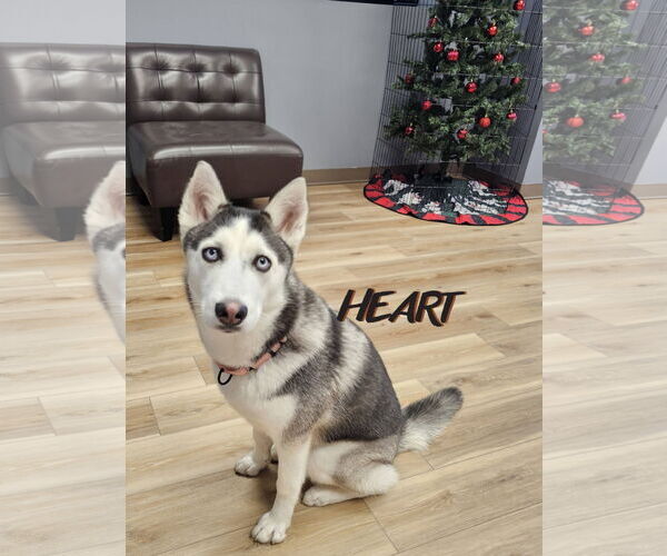 Medium Photo #4 Siberian Husky Puppy For Sale in Severn, MD, USA