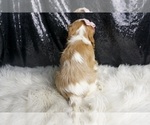 Small Photo #52 Cavalier King Charles Spaniel Puppy For Sale in WARSAW, IN, USA